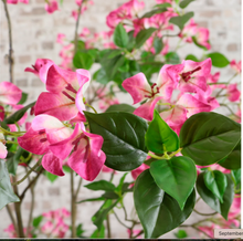 Load image into Gallery viewer, Wild Bougainvillea Tree 170cm
